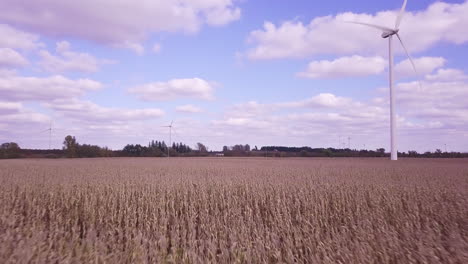 flying low over corn field and farmland