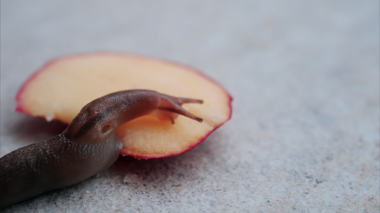 Close up of a slug moving on the ground eating a piece of apple