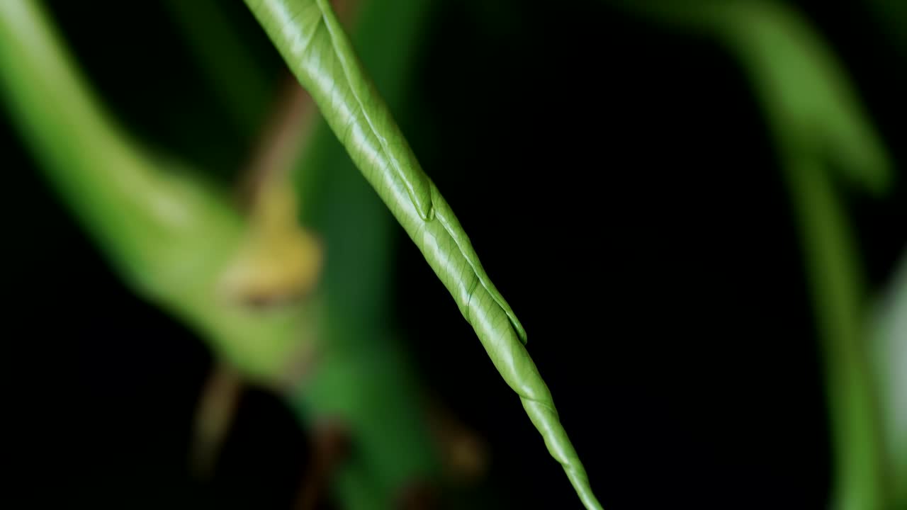 vista detallada del brote cercano de la planta monstera