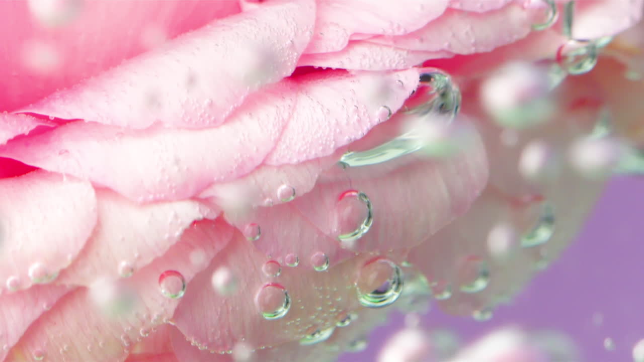 물속의 분홍색 장미 잎자루