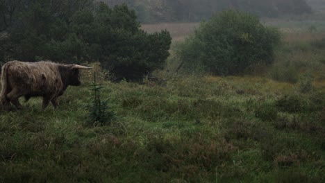 left to right pan of galloway highland cattle moving in a tranquil danish landscape on a rainy day