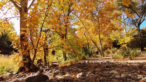 a slight breath of air moves the colorful fall leaves along a rocky path in northern arizona