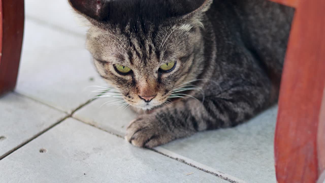 A tabby cat with a collar rests under a wooden chair on a tiled floor in Phuket, Thailand