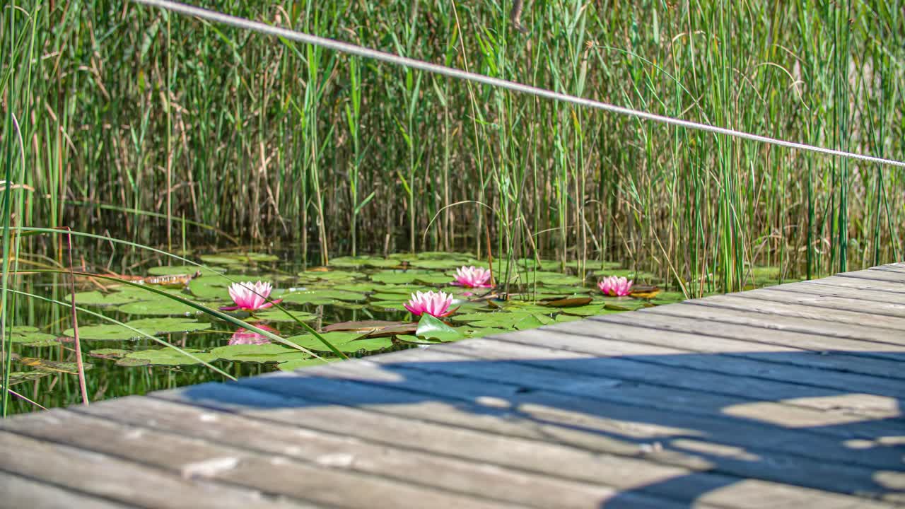 Two bicycles path on wooden pathway above still water and green lily pads