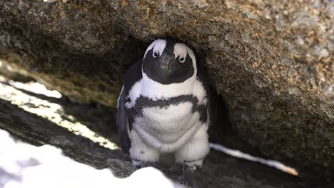 Pinguin-Unter-Einem-Felsen