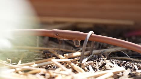 irrigating a row of crops with a drip line - water droplet falling from the hose in slow motion