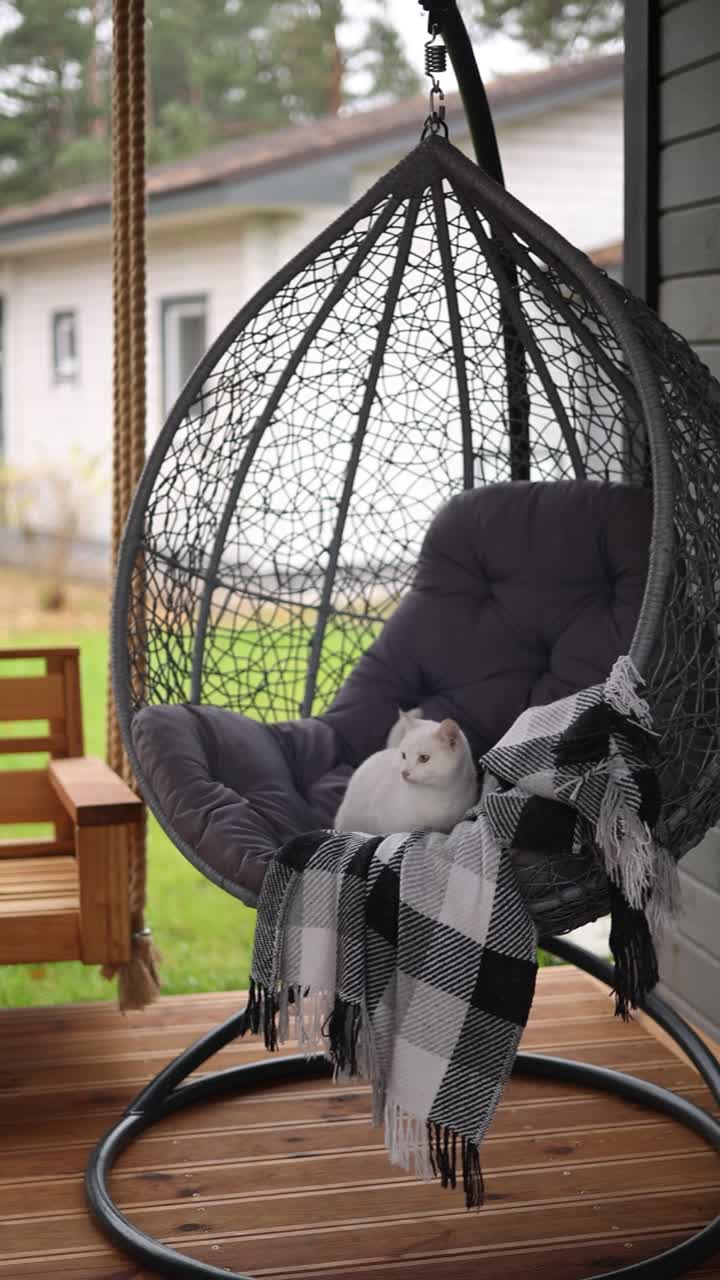 Cozy Outdoor Hanging Chair with Cat