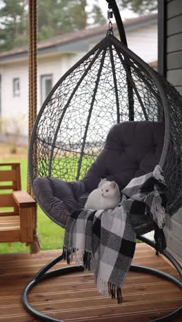 cozy outdoor hanging chair with cat