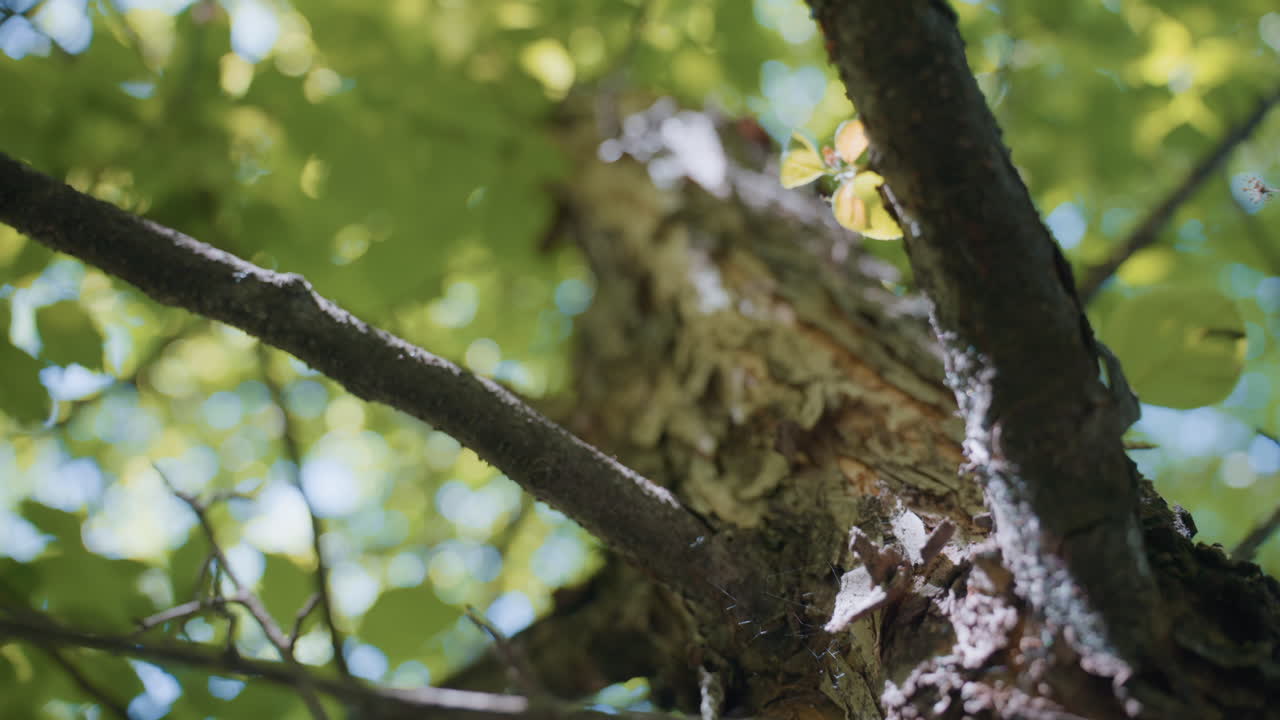 close up view of two rough tree branches with peeling bark and blurred green leaf canopy and summer sky overhead casting light and shadow across natural texture depth in lush forest environment