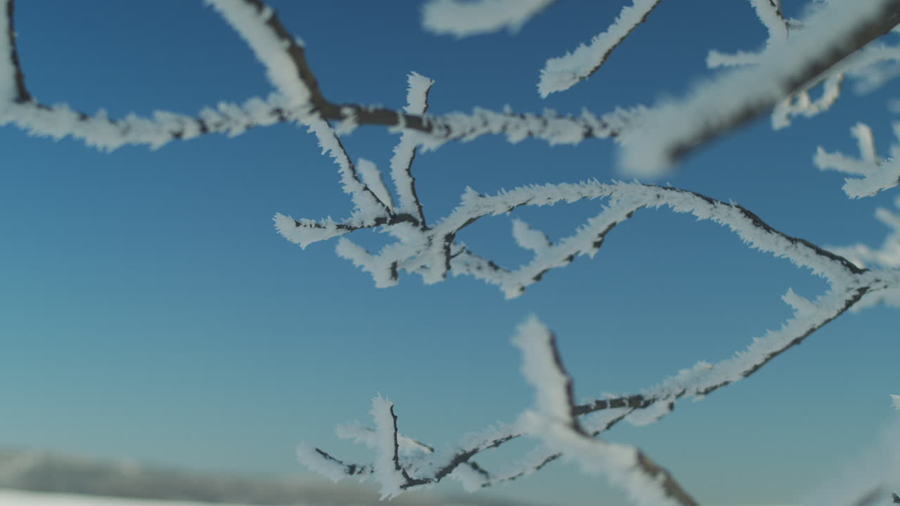 Cristalli di ghiaccio di brina su un ramo ghiacciato in inverno, panoramica dettagliata ravvicinata.