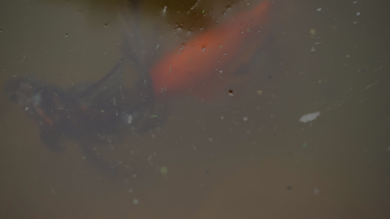 las elegantes carpas koi nadan bajo el agua en un pequeño estanque del zoológico público