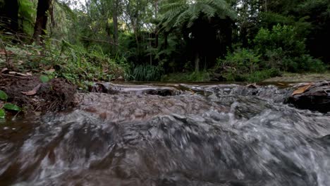 a creek flowing through lush forest scenery