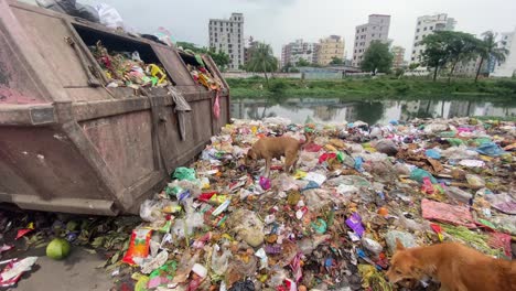 dogs scrounge overflowing plastic garbage polluting residential dhaka riverbank