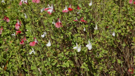 Wide-shot-of-red-and-white-perennial-flowers-and-tall-green-foliage-in-a-garden-area,-on-a-clear-and-bright-afternoon