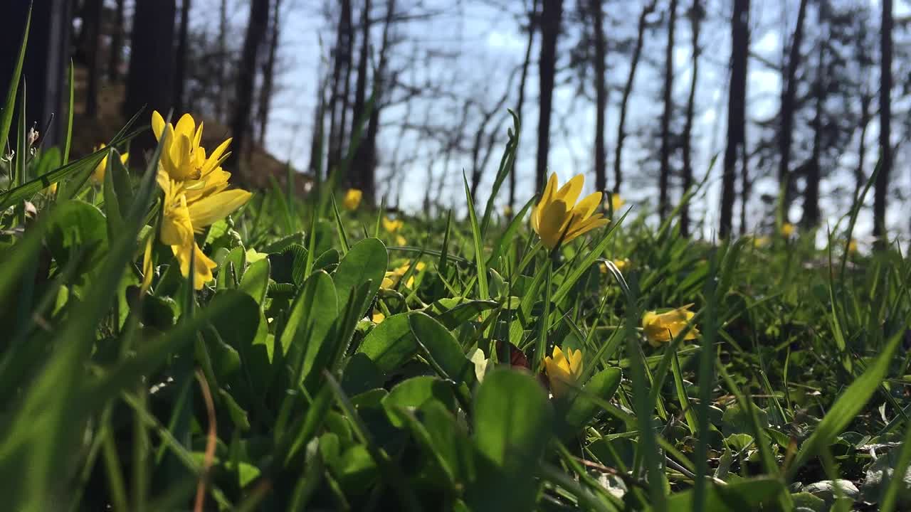 Timelapse af små gule blomster, der åbner sig