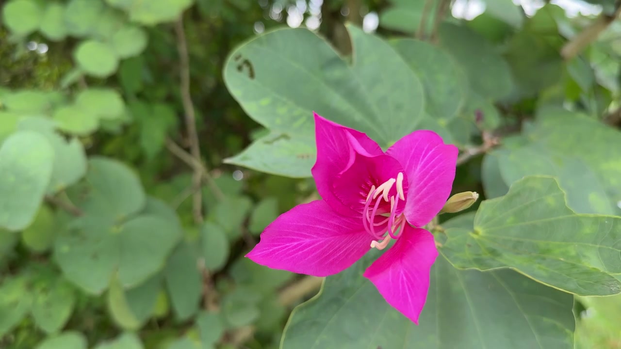 Primo piano di un vivace fiore di Bauhinia rosa che ondeggia dolcemente