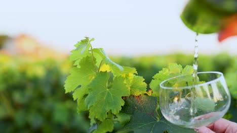 el vino blanco se vierte en un vaso.