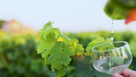 white wine being poured into glass