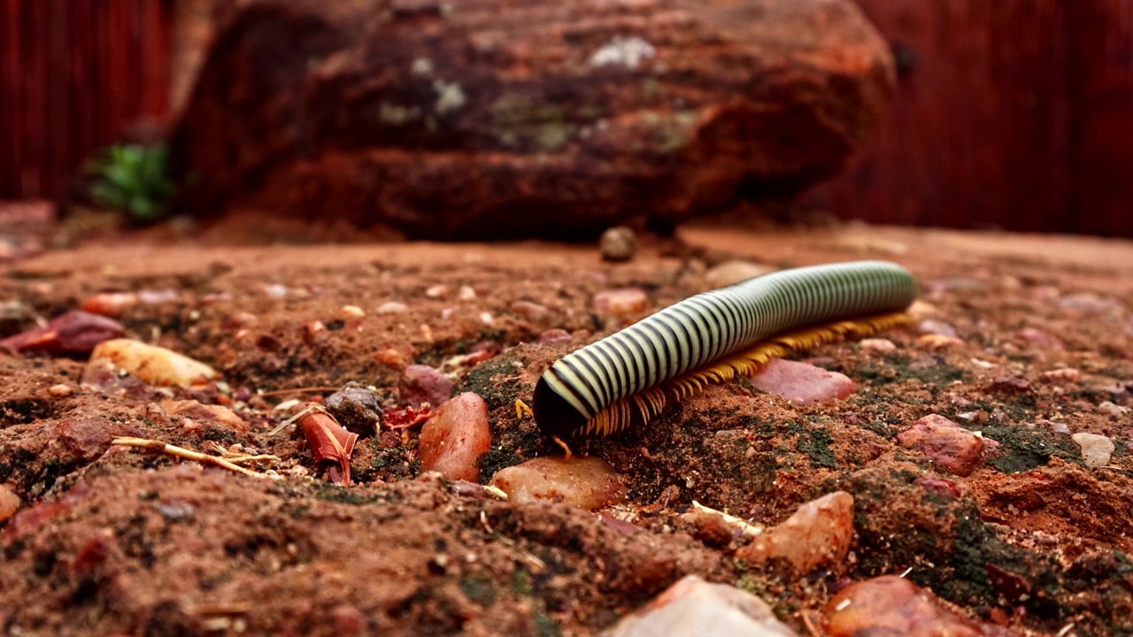 Tomada macro em ângulo baixo de um milípede-cobra movendo-se sobre solo africano vermelho.