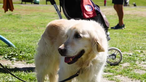 golden retriever enjoying a sunny day outdoors