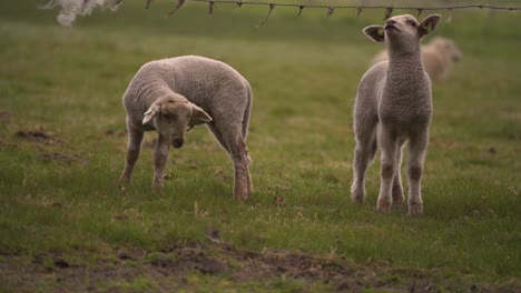 two little lams, one is scratching his ear while the other is fascinated by the fence