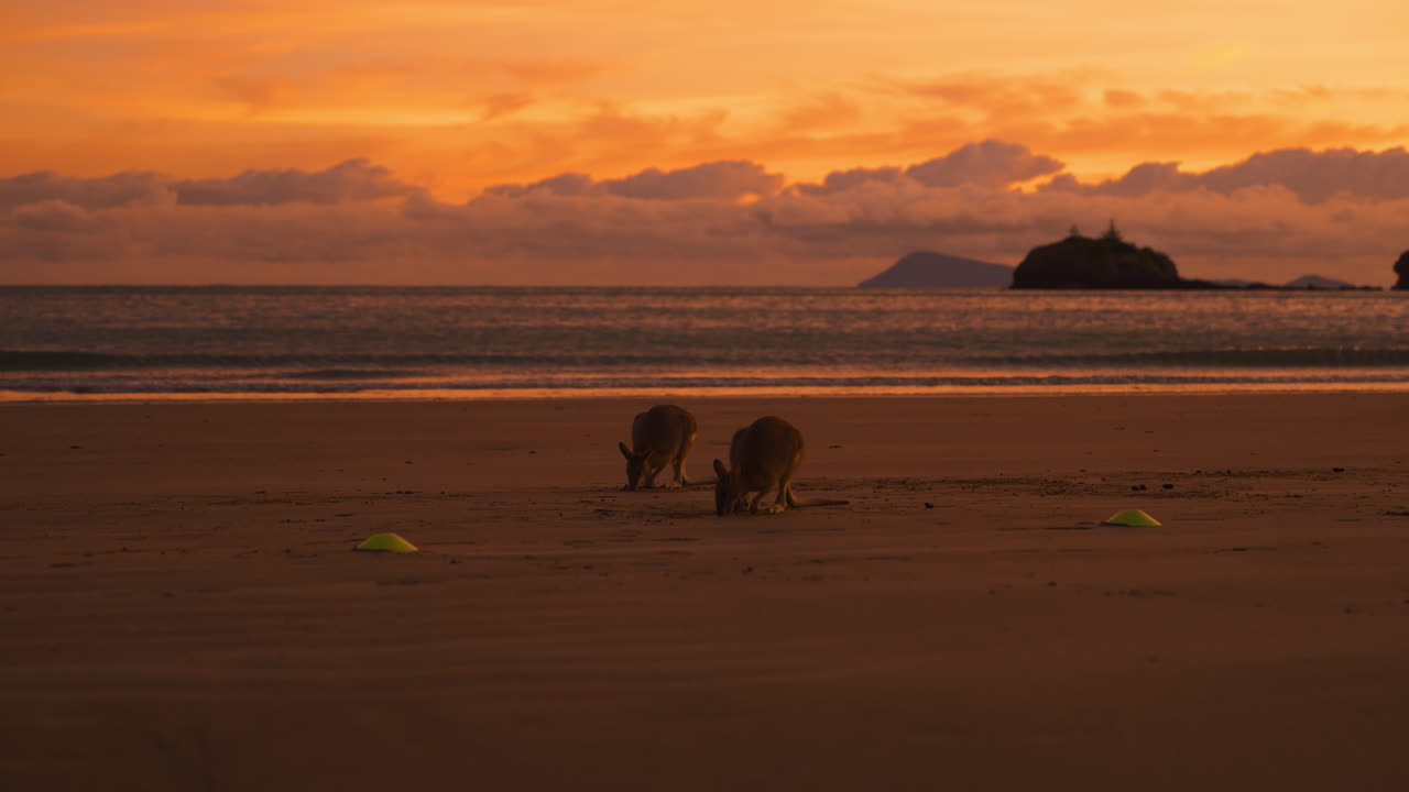 cangurus selvagens e cangurus se alimentando em uma praia cênica no parque nacional de cape hillsborough, queensland ao nascer do sol