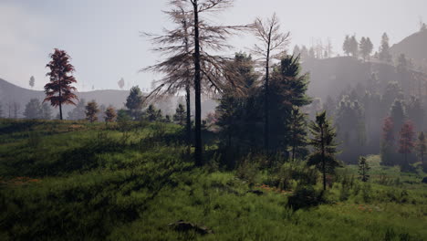 paisaje de verano en las montañas de los cárpatos