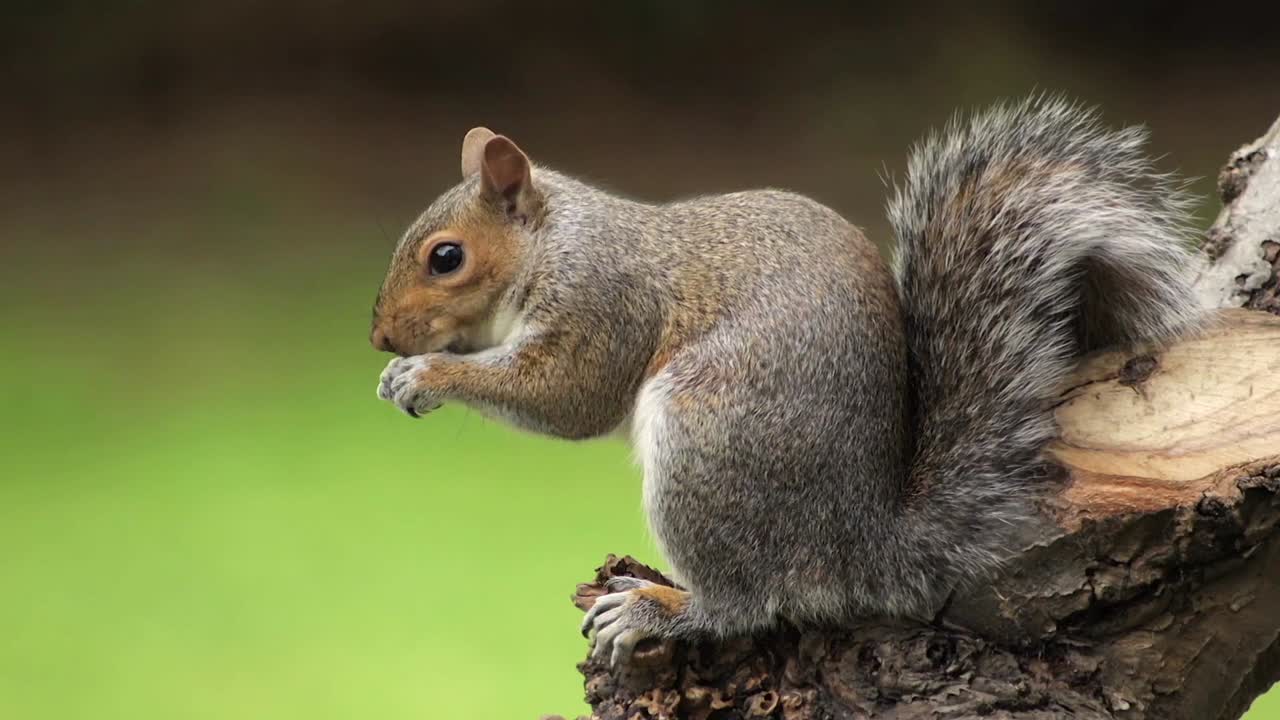 Scoiattolo grigio che mangia un acino d'uva seduto sul ramo di un albero al rallentatore, primo piano diurno, Borehamwood, Hertfordshire, nord di Londra, Regno Unito