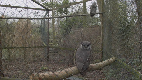 Grandes-Búhos-Sentados-En-Una-Jaula-De-Pájaros-En-El-Zoológico