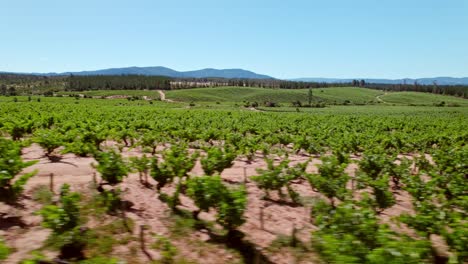 low aerial dolly above ripe vineyards in maule valley ready for harvesting