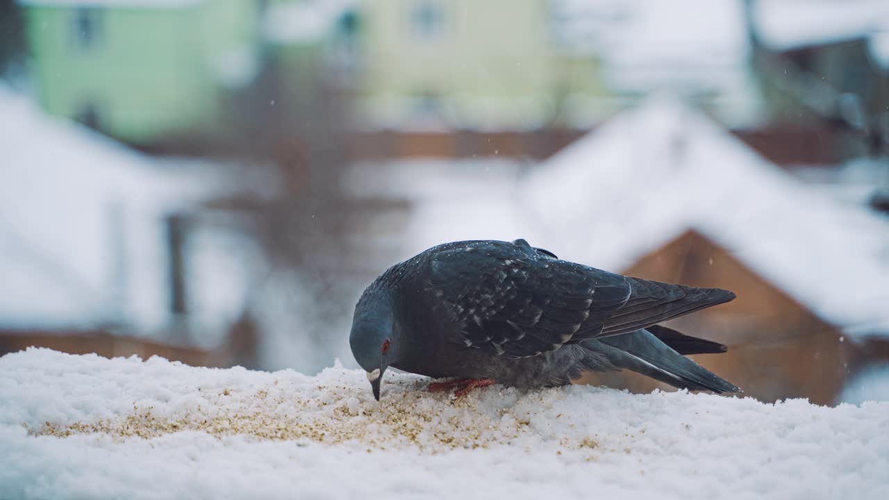 Pigeons on the city street. Pigeons on snow in the winter.