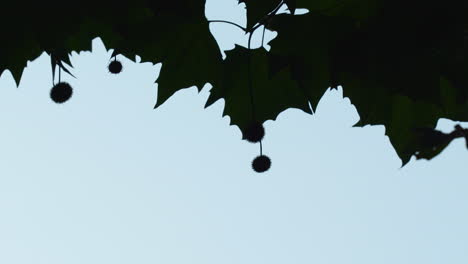fondo abstracto de hojas de arce y silueta de frutas en el bosque