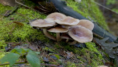 Ein-Eindruck-Der-Naturfarbszene-Im-Herbst,-Fallende-Blätter-Auf-Den-Straßen