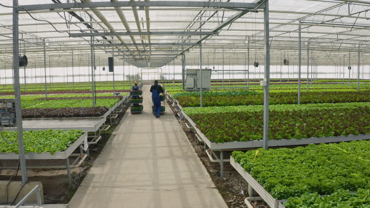 Indoor Lettuce Farming in a Greenhouse