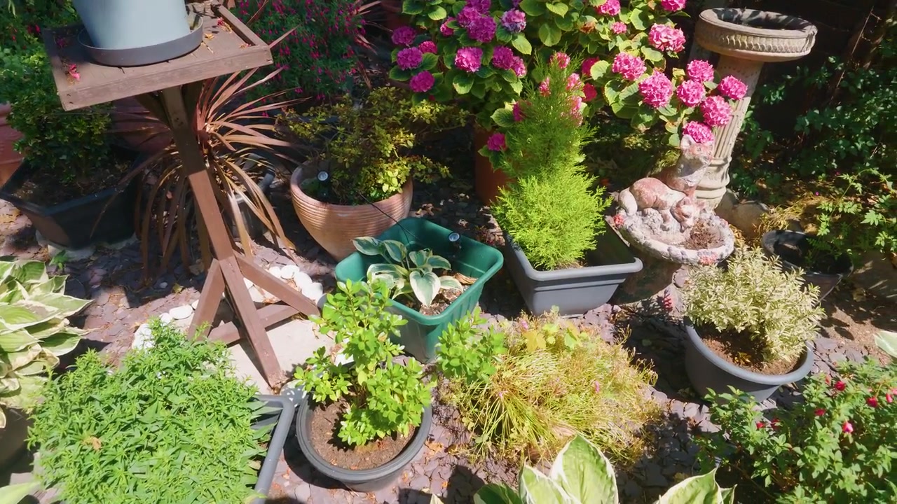 Potted garden plants on purple slate patio as camera pans right past lush greenery, hosta, hydrangea blooms and mixed containers in a small urban backyard garden.