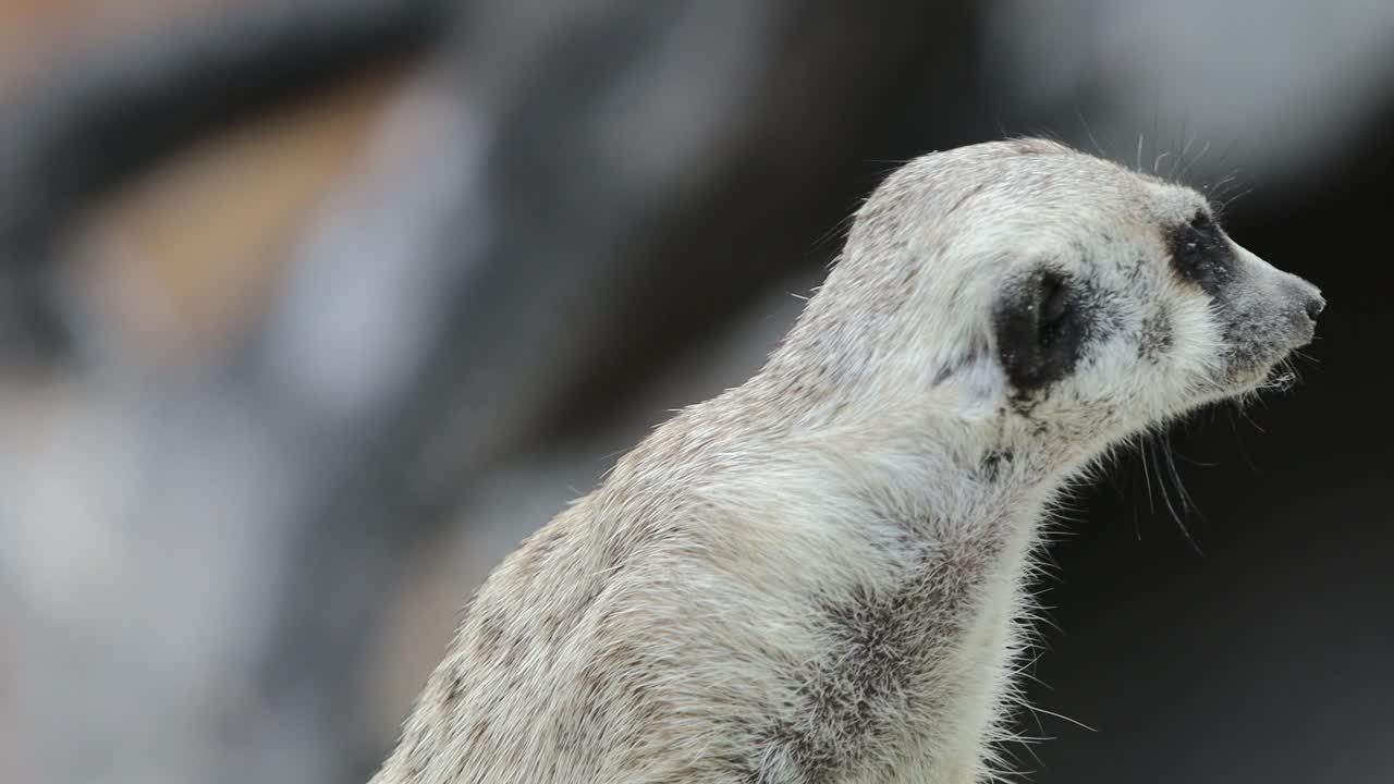 Closeup of Alert Meerkat Looking Around with Curious Expression in Natural Habitat