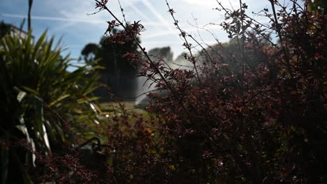 garden sprinkler in late afternoon sunlight distant shot behind plants in foreground in close focus