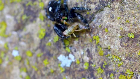 static macro video of a bold jumping spider phidippus audax, eating a cricket