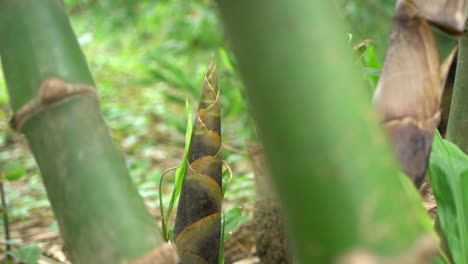 at the beginning of monsoon, new bamboo trees are growing in the forest