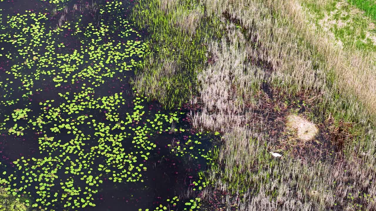 Aerial view of Swan nesting in tall grass amongst lily pads in a pond, Denmark