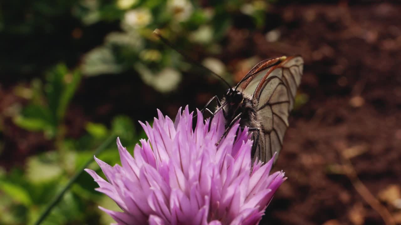 Butterfly on a Chive Flower