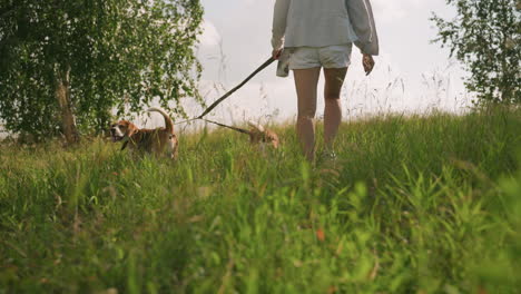 back view of dog owner walking in tall grassy field with both dogs on leash, dogs curiously gazing in same direction while owner strolls forward in tranquil nature setting with lush greenery