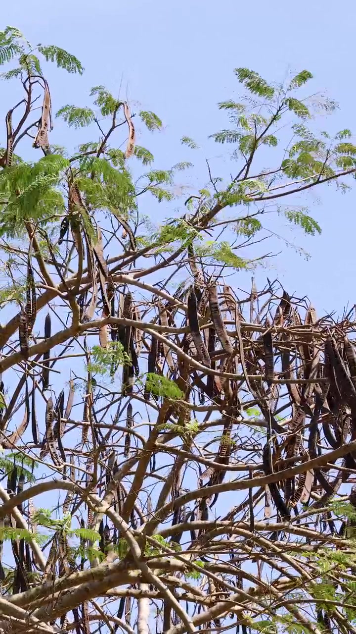 Cabang pohon trembesi dengan polong biji panjang bergoyang ditiup angin di bawah langit biru cerah