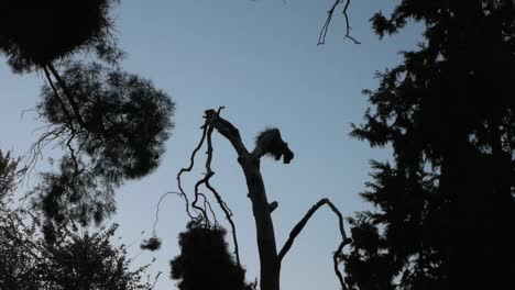 Tropische-Baumsilhouette-Vor-Hellblauem-Himmel-Am-Abend