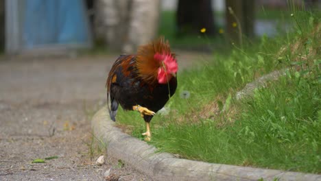 Beautiful-rooster-scratching-himself-in-slow-motion-4k---handheld-medium-shot