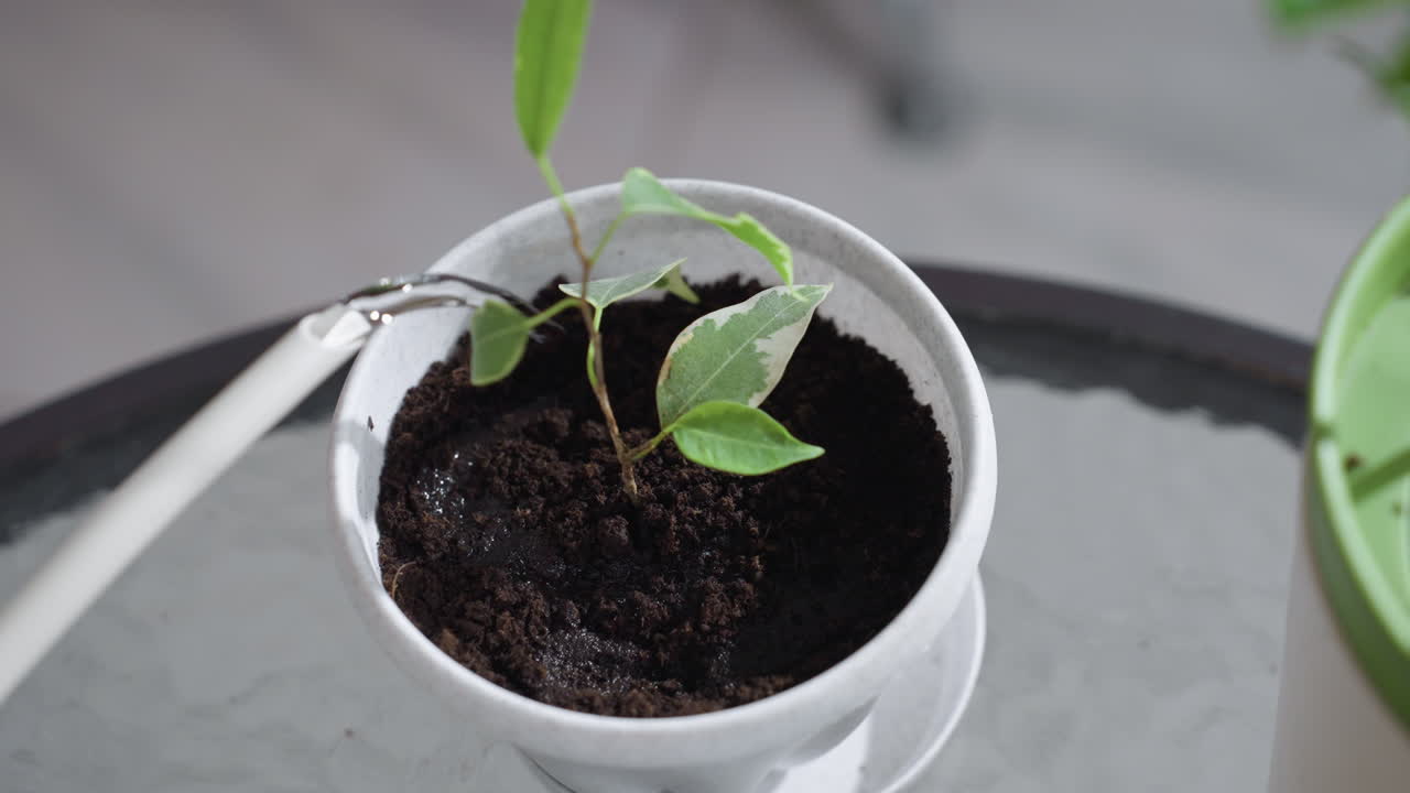 High angle view of potted plant on glass table being watered with slim spout can, water trickling into moist dark soil around fresh green seedlings under tranquil soft natural light