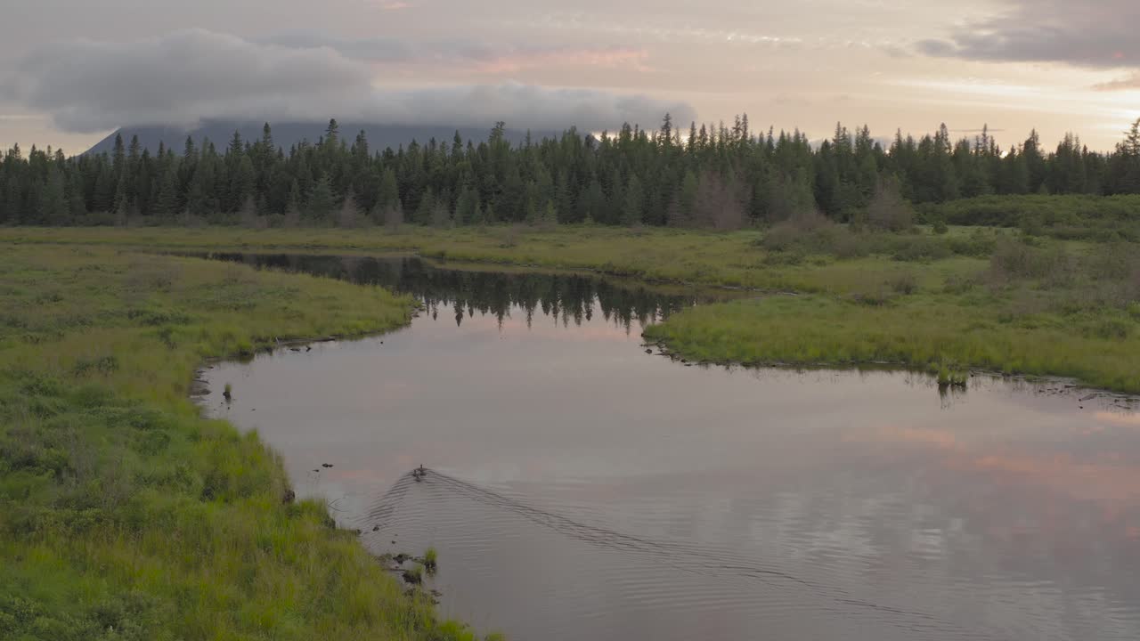 Ducks swim along meandering river flat calm wilderness during sunrise