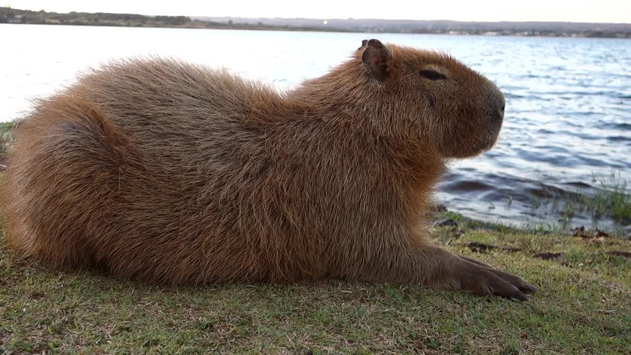 capibara adulto en el borde del lago paranoia en brasilia, brasil, al anochecer
