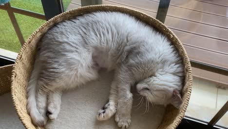 persian silver chinchilla is lying on her bed and slowly closes its