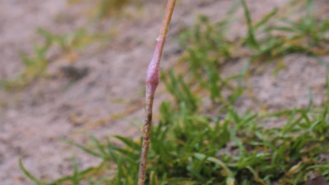 авокет сам себя ухаживает.